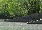Turtle  Turtle. Kayaking North Shore Channel : 2018, Kayaking, North Shore Channel, Skokie, paddling
